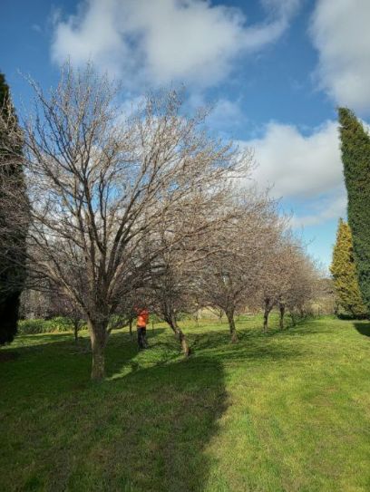 TREE FIX TAS